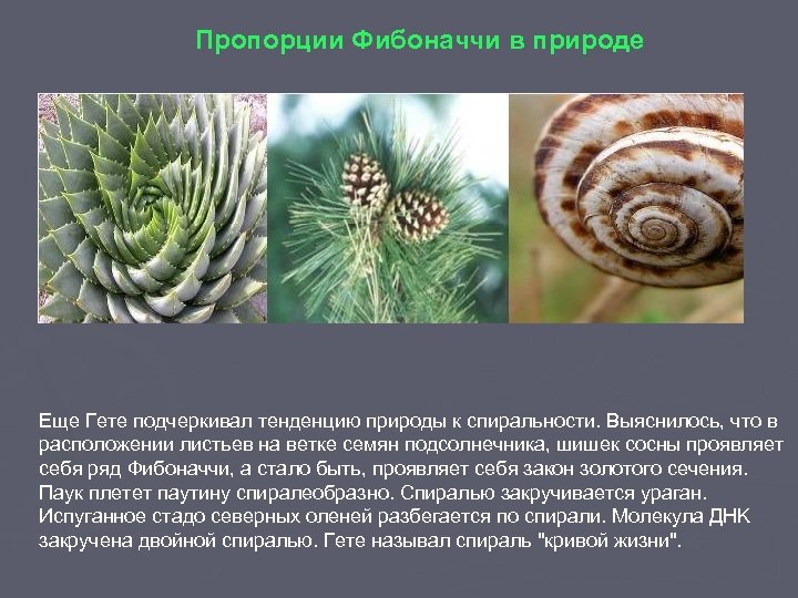 Пропорции Фибоначчи в природе Еще Гете подчеркивал тенденцию природы к спиральности. Выяснилось, что в