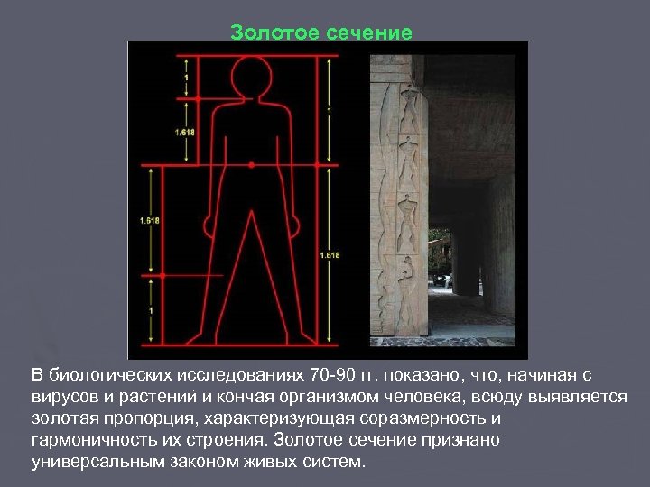 Золотое сечение В биологических исследованиях 70 -90 гг. показано, что, начиная с вирусов и