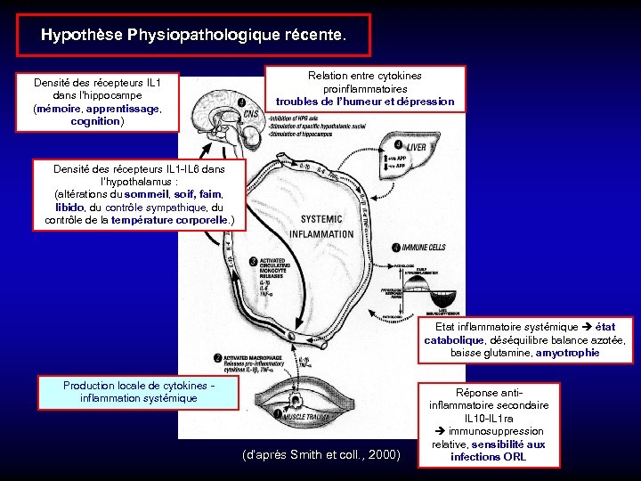 Hypothèse Physiopathologique récente. Densité des récepteurs IL 1 dans l’hippocampe (mémoire, apprentissage, cognition) Relation