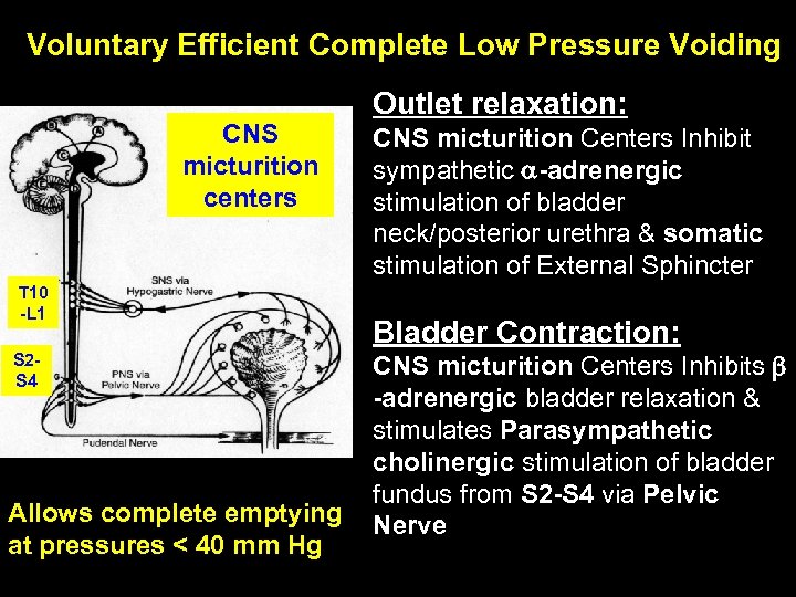 Voluntary Efficient Complete Low Pressure Voiding CNS micturition centers T 10 -L 1 S