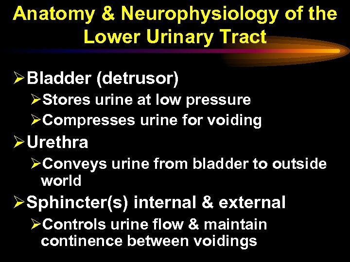 Anatomy & Neurophysiology of the Lower Urinary Tract ØBladder (detrusor) ØStores urine at low