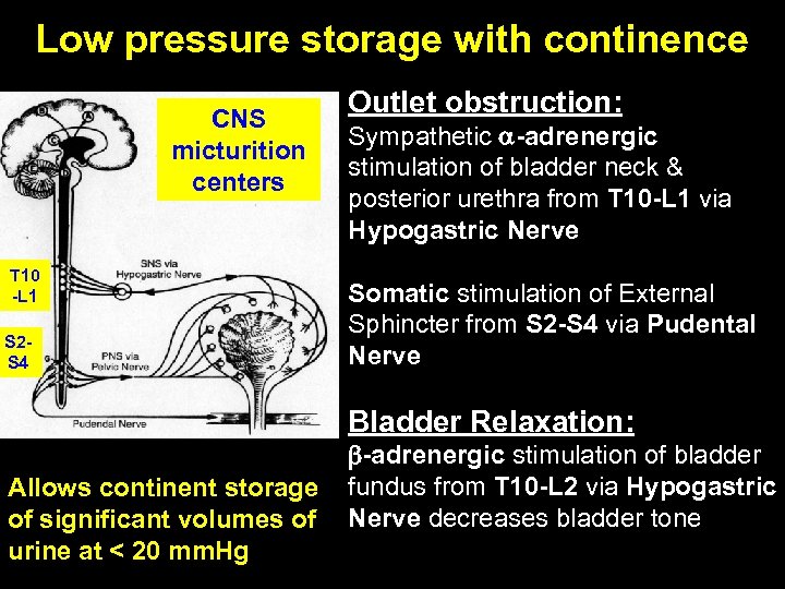 Low pressure storage with continence CNS micturition centers T 10 -L 1 S 2