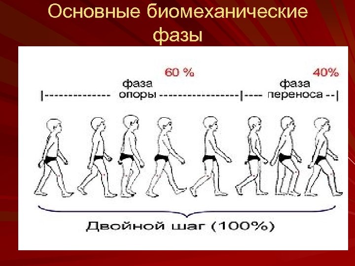 Основные биомеханические фазы 