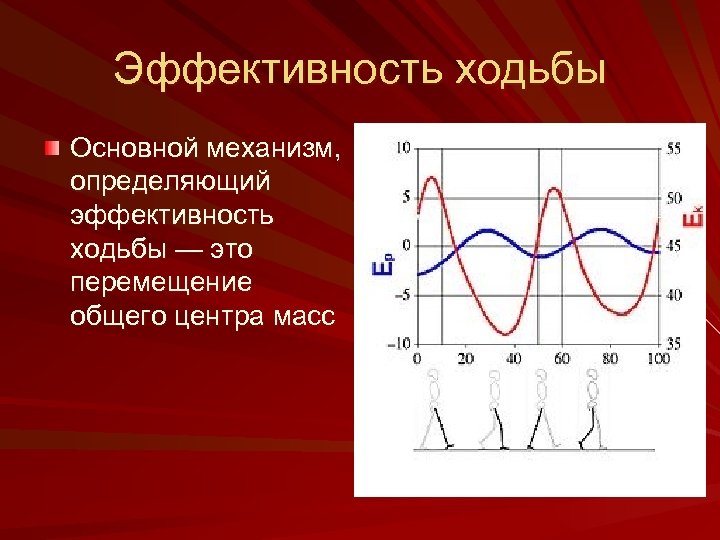 Эффективность ходьбы Основной механизм, определяющий эффективность ходьбы — это перемещение общего центра масс 