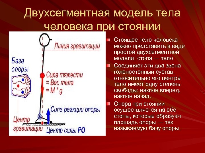 2 центр тяжести. Центр тяжести тела человека. Центр тяжести в теле человека. Общий центр тяжести тела человека. Макет центр тяжести тела.