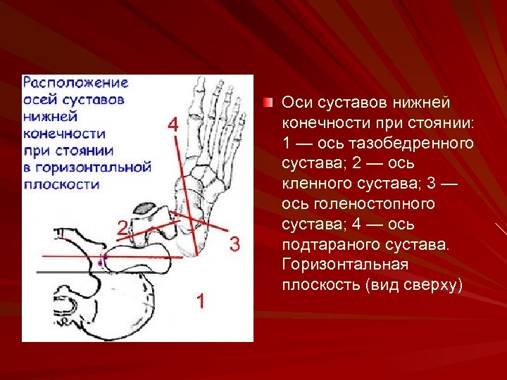 Оси суставов нижней конечности при стоянии: 1 — ось тазобедренного сустава; 2 — ось