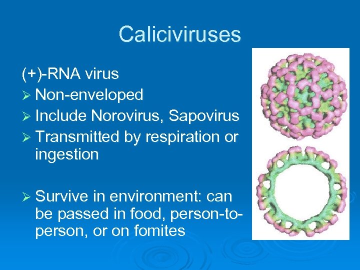 Caliciviruses (+)-RNA virus Ø Non-enveloped Ø Include Norovirus, Sapovirus Ø Transmitted by respiration or