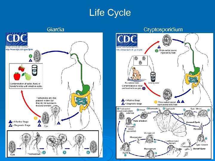 Life Cycle Giardia Cryptosporidium 