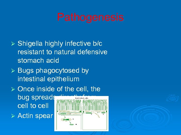 Pathogenesis Shigella highly infective b/c resistant to natural defensive stomach acid Ø Bugs phagocytosed