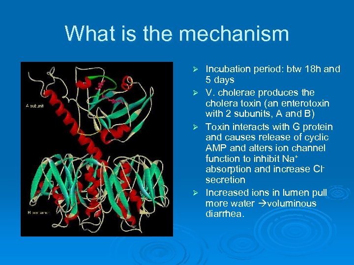 What is the mechanism Incubation period: btw 18 h and 5 days Ø V.