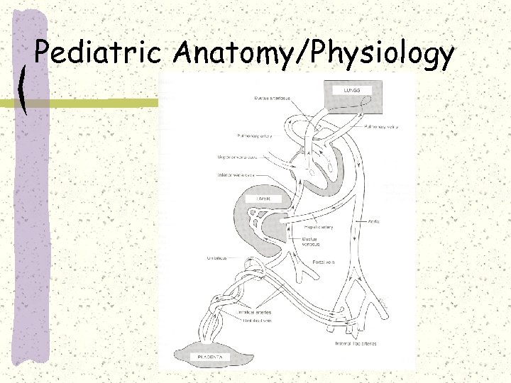 Pediatric Anatomy/Physiology 