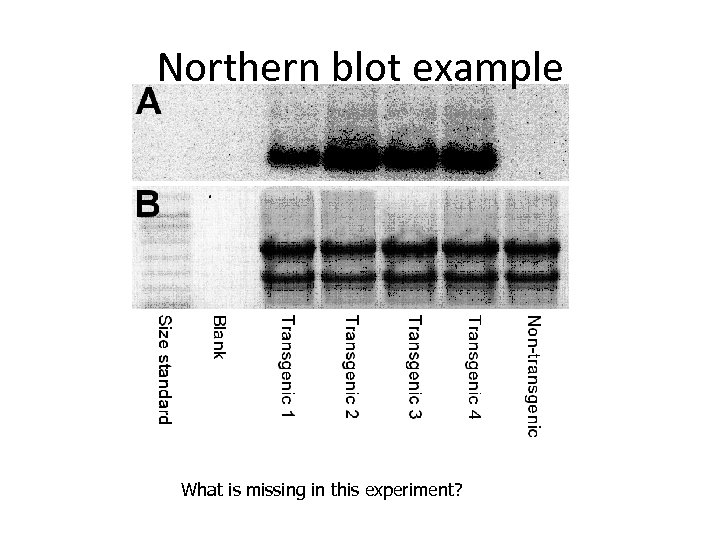 Northern blot example What is missing in this experiment? 