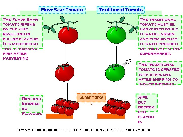 Flavr Savr Tomato Traditional Tomato The Flavr Savr tomato ripens on the vine –