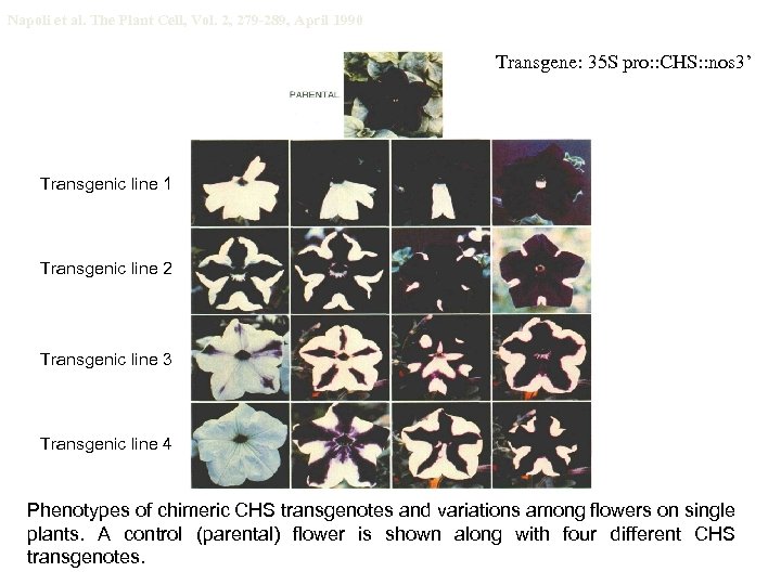 Napoli et al. The Plant Cell, Vol. 2, 279 -289, April 1990 Transgene: 35