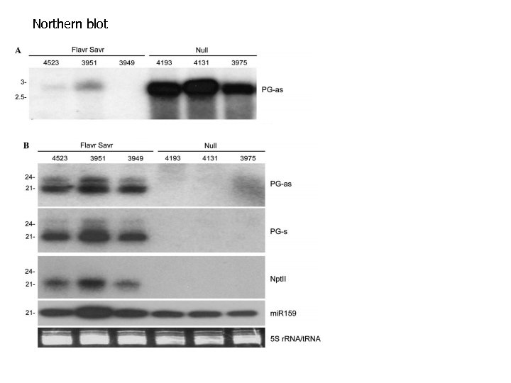 Northern blot 
