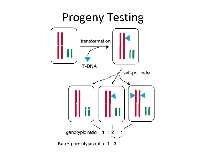 Progeny Testing 
