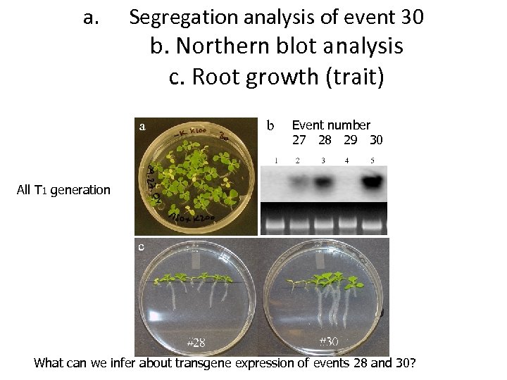 a. Segregation analysis of event 30 b. Northern blot analysis c. Root growth (trait)
