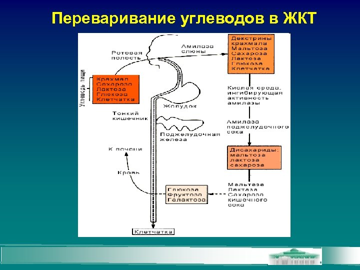 Переваривание углеводов в ЖКТ 