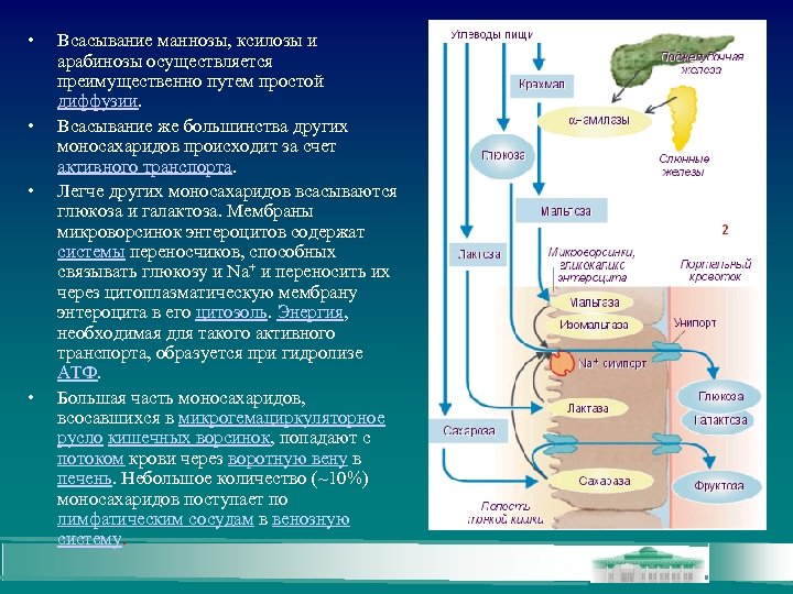  • • Всасывание маннозы, ксилозы и арабинозы осуществляется преимущественно путем простой диффузии. Всасывание