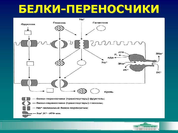 БЕЛКИ-ПЕРЕНОСЧИКИ 