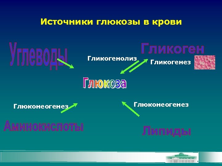 Источники глюкозы в крови Гликогенолиз Глюконеогенез Гликогенез Глюконеогенез 