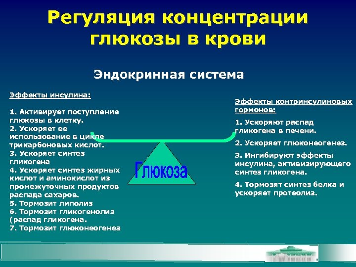 Регуляция концентрации глюкозы в крови Эндокринная система Эффекты инсулина: 1. Активирует поступление глюкозы в