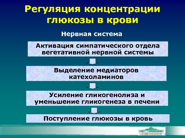 Регуляция концентрации глюкозы в крови Нервная система Активация симпатического отдела вегетативной нервной системы Выделение