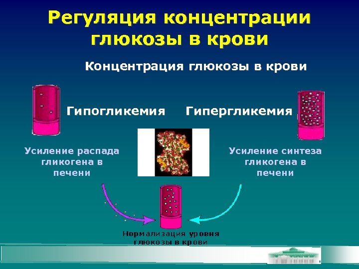 Регуляция концентрации глюкозы в крови Концентрация глюкозы в крови Гипогликемия Усиление распада гликогена в