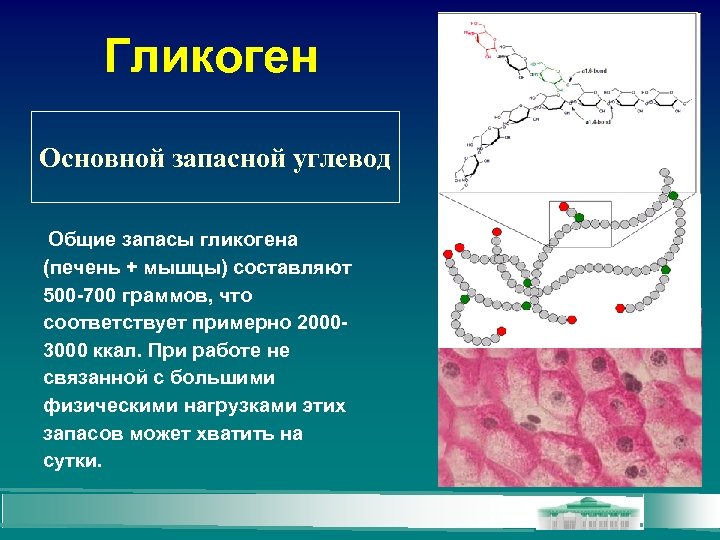 Гликоген Основной запасной углевод Общие запасы гликогена (печень + мышцы) составляют 500 -700 граммов,