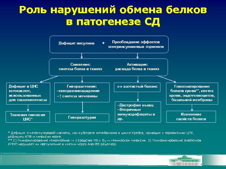 Роль нарушений обмена белков в патогенезе СД Дефицит инсулина + Снижение: синтеза белка в