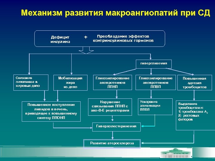 Механизм развития макроангиопатий при СД Дефицит инсулина + Преобладание эффектов контринсулиновых гормонов гипергликемия Снижение