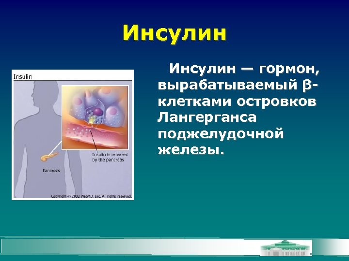 Инсулин — гормон, вырабатываемый βклетками островков Лангерганса поджелудочной железы. 