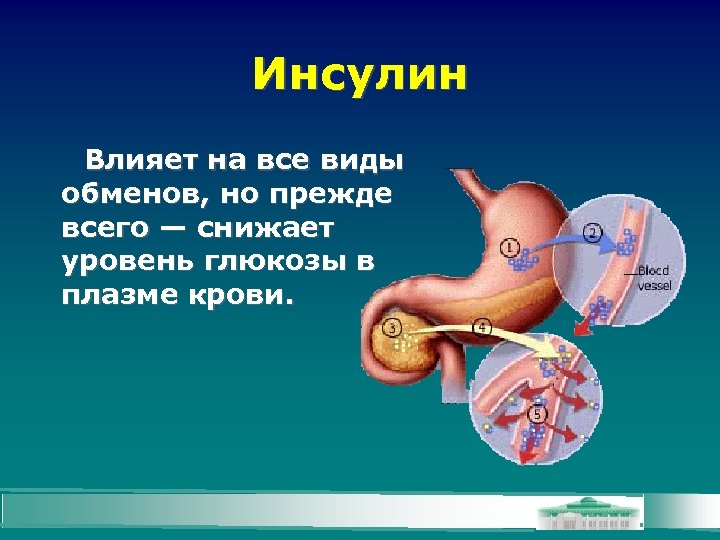 Инсулин Влияет на все виды обменов, но прежде всего — снижает уровень глюкозы в