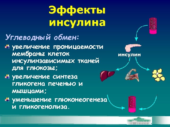 Эффекты инсулина Углеводный обмен: увеличение проницаемости мембраны клеток инсулинзависимых тканей для глюкозы; увеличение синтеза