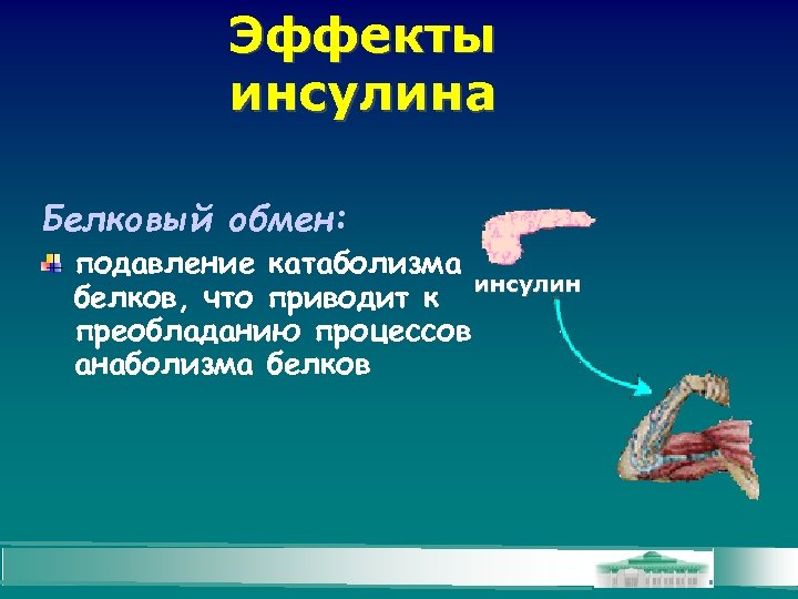 Эффекты инсулина Белковый обмен: подавление катаболизма инсулин белков, что приводит к преобладанию процессов анаболизма