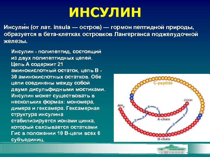 ИНСУЛИН Инсули н (от лат. insula — остров) — гормон пептидной природы, образуется в