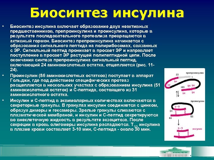 Биосинтез инсулина • • • Биосинтез инсулина включает образование двух неактивных предшественников, препроинсулина и