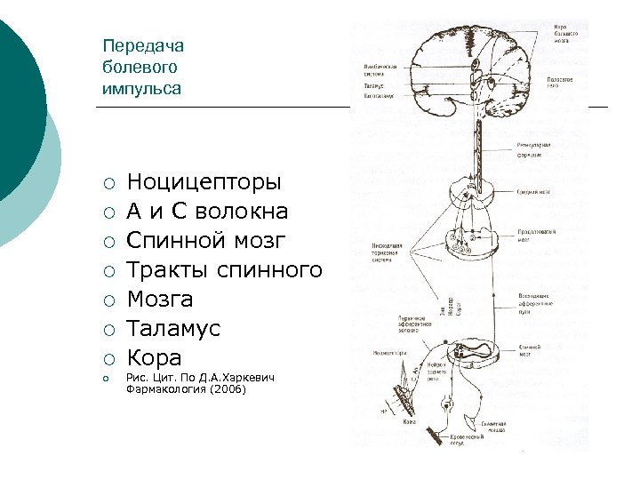 Передача болевого импульса ¡ ¡ ¡ ¡ Ноцицепторы А и С волокна Спинной мозг