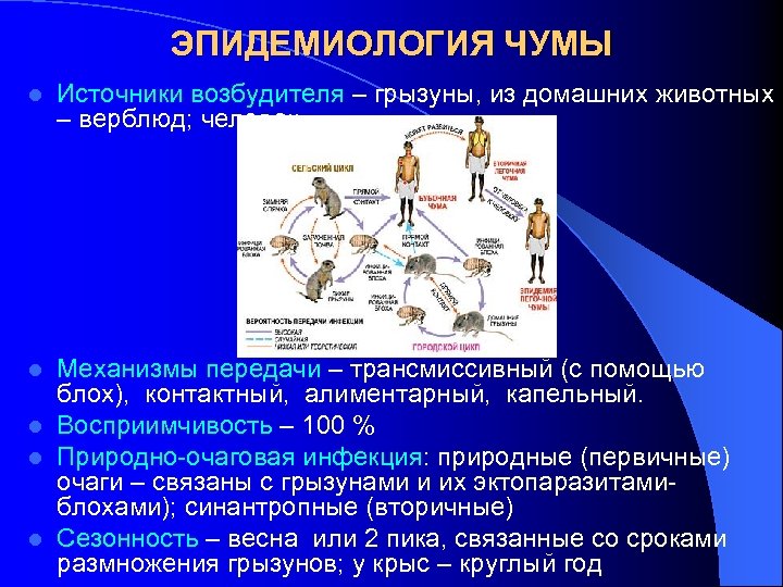 ЭПИДЕМИОЛОГИЯ ЧУМЫ l Источники возбудителя – грызуны, из домашних животных – верблюд; человек Механизмы