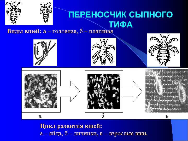 ПЕРЕНОСЧИК СЫПНОГО ТИФА Виды вшей: а – головная, б – платяная Цикл развития вшей: