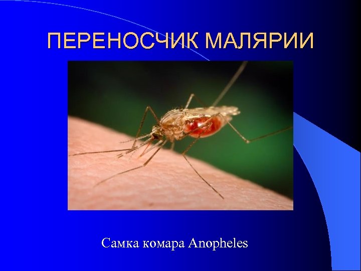 ПЕРЕНОСЧИК МАЛЯРИИ Самка комара Anopheles 