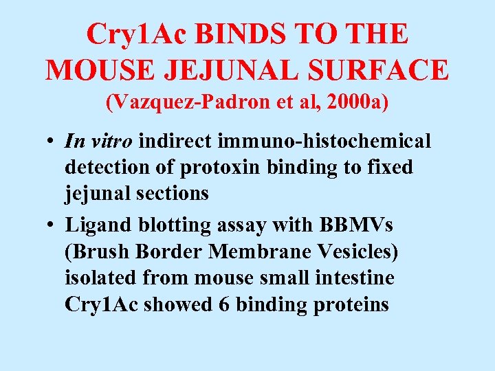 Cry 1 Ac BINDS TO THE MOUSE JEJUNAL SURFACE (Vazquez-Padron et al, 2000 a)