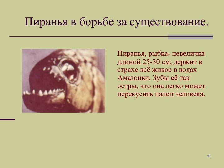 Пиранья в борьбе за существование. Пиранья, рыбка- невеличка длиной 25 -30 см, держит в