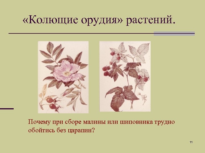  «Колющие орудия» растений. Почему при сборе малины или шиповника трудно обойтись без царапин?