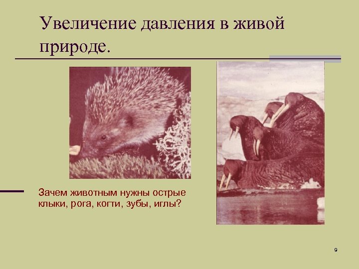 Увеличение давления в живой природе. Зачем животным нужны острые клыки, рога, когти, зубы, иглы?