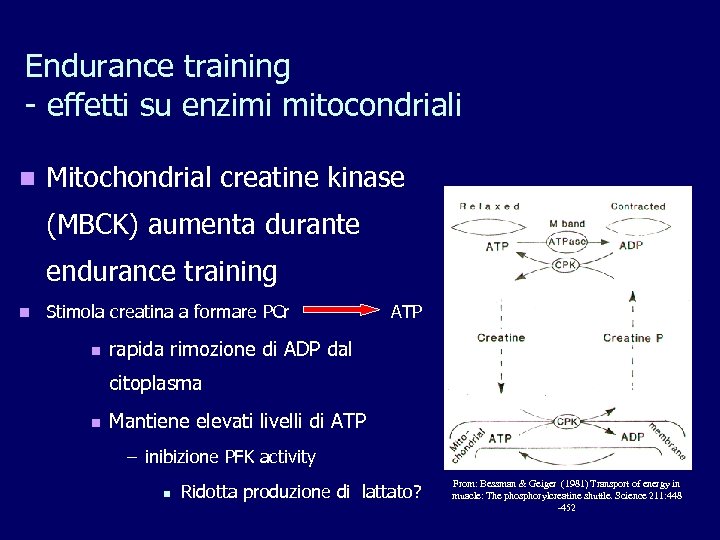 Endurance training - effetti su enzimi mitocondriali n Mitochondrial creatine kinase (MBCK) aumenta durante