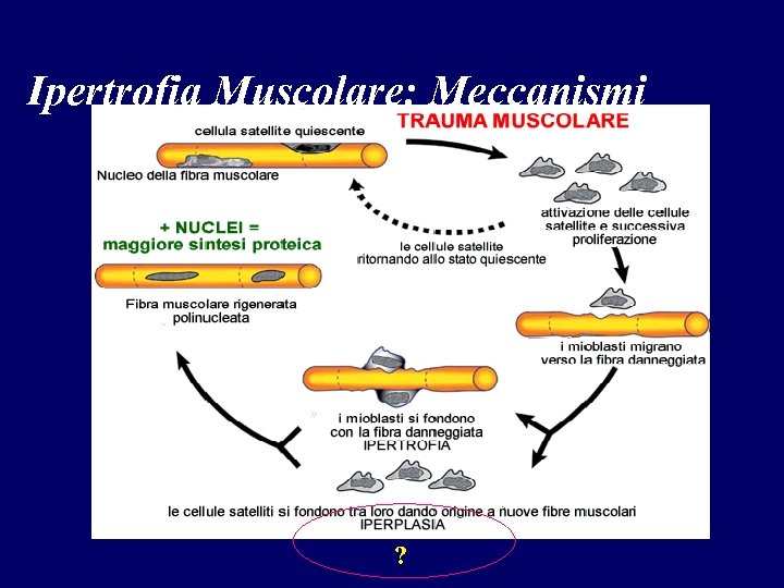 Ipertrofia Muscolare: Meccanismi ? 