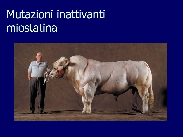 Mutazioni inattivanti miostatina 
