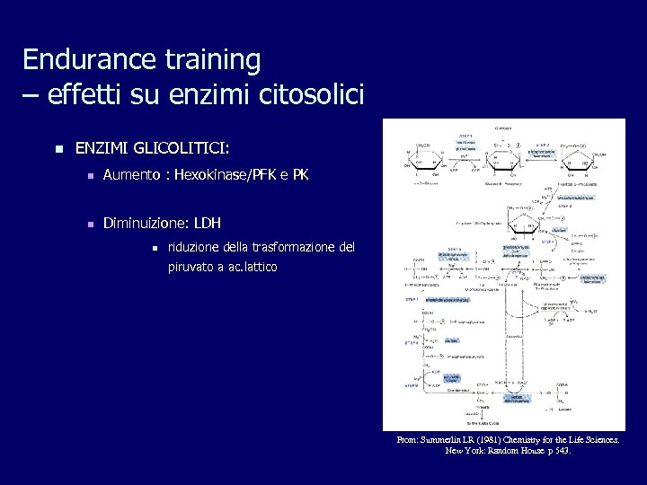 Endurance training – effetti su enzimi citosolici n ENZIMI GLICOLITICI: n Aumento : Hexokinase/PFK