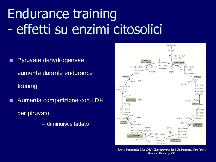 Endurance training - effetti su enzimi citosolici n Pyruvate dehydrogenase aumenta durante endurance training